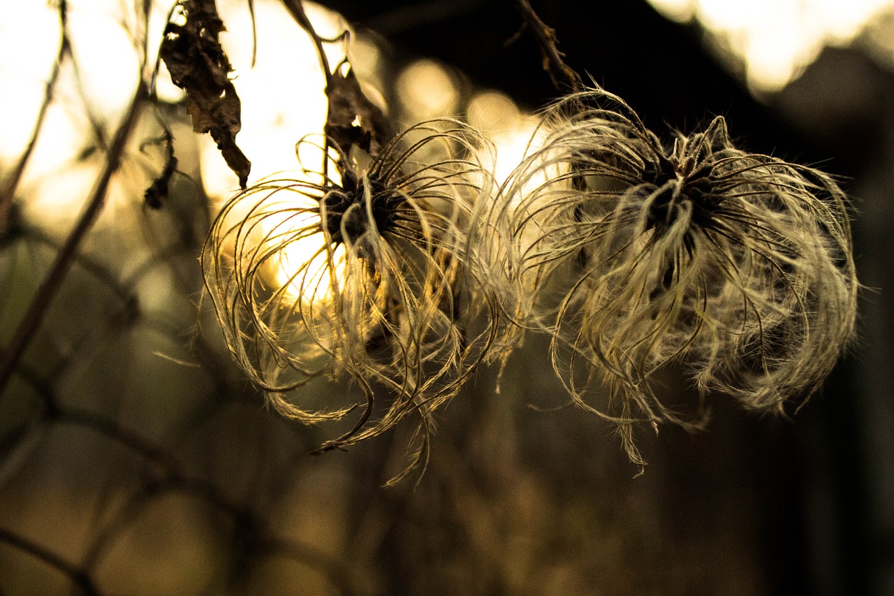 sun plants sunset free photo