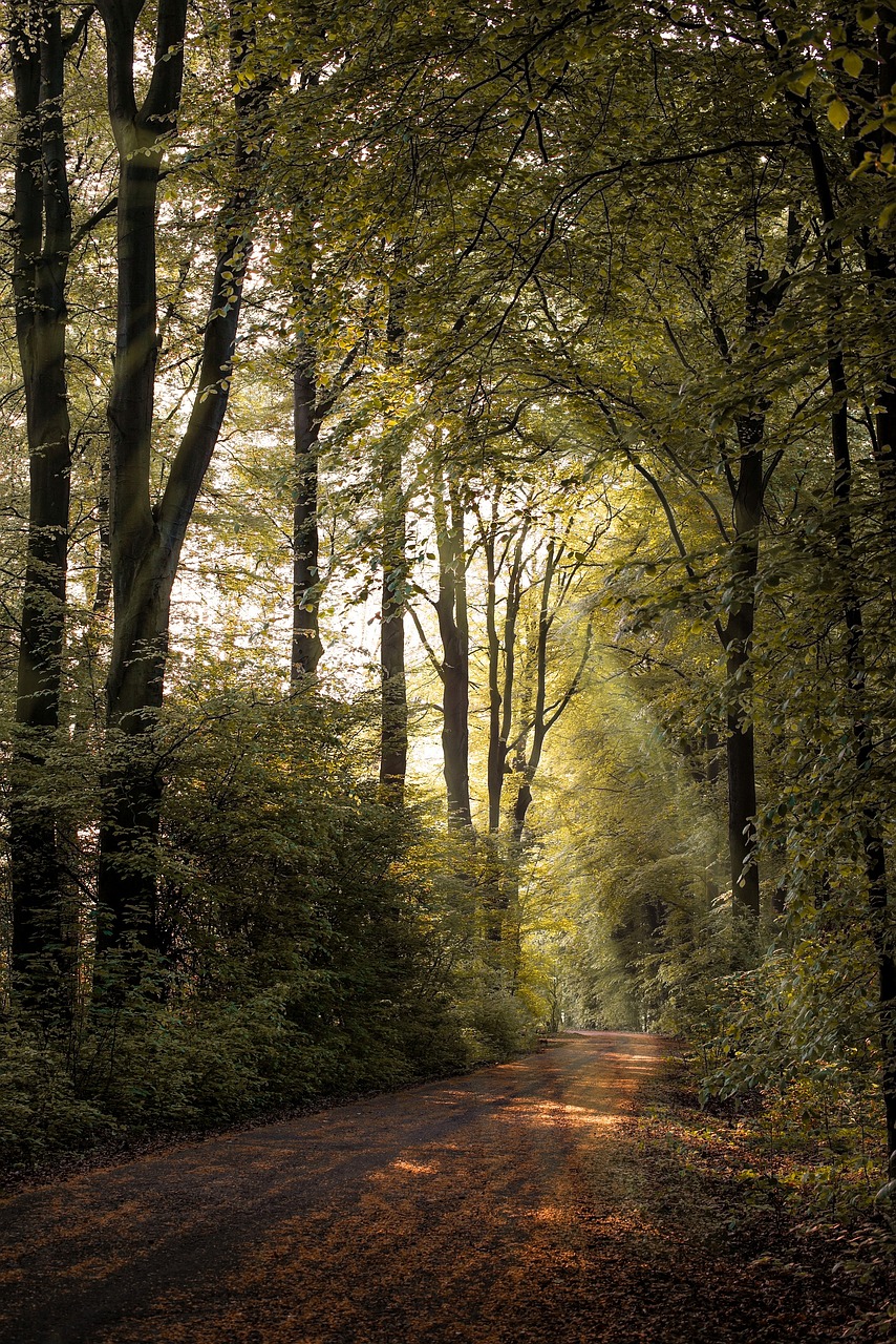 sun  forest  autumn free photo