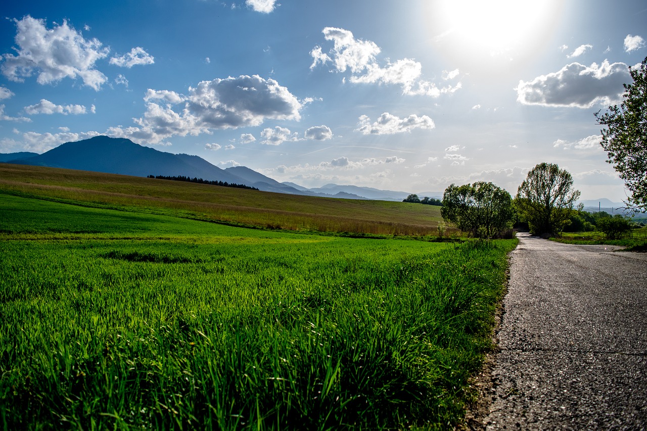 sun  grass  path free photo