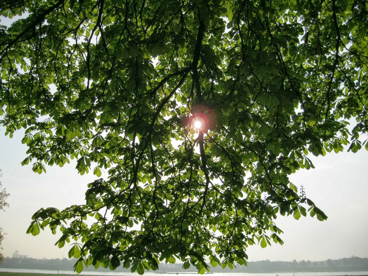 sun branches tree free photo