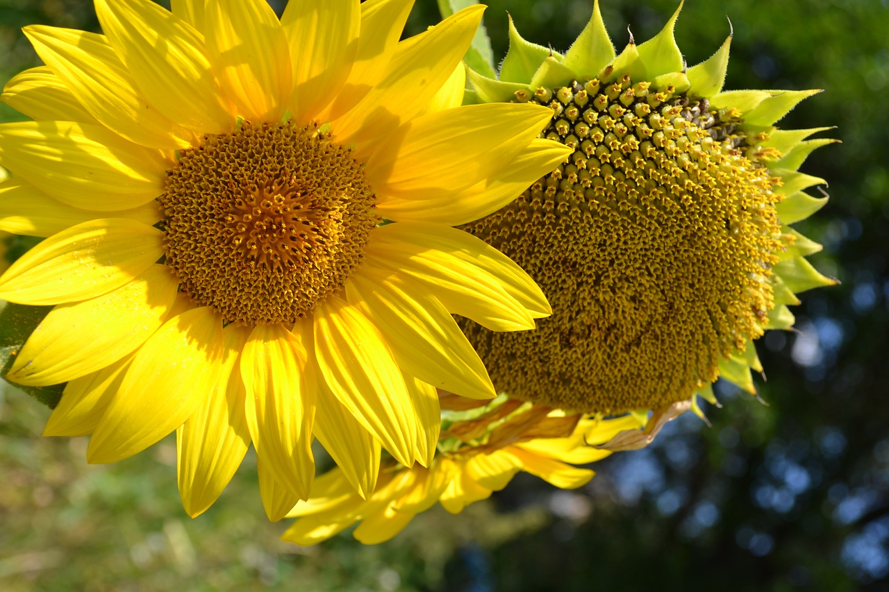 sun  sunflowers  flowers free photo