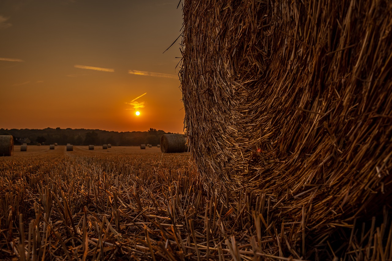 sun  field  pasture free photo