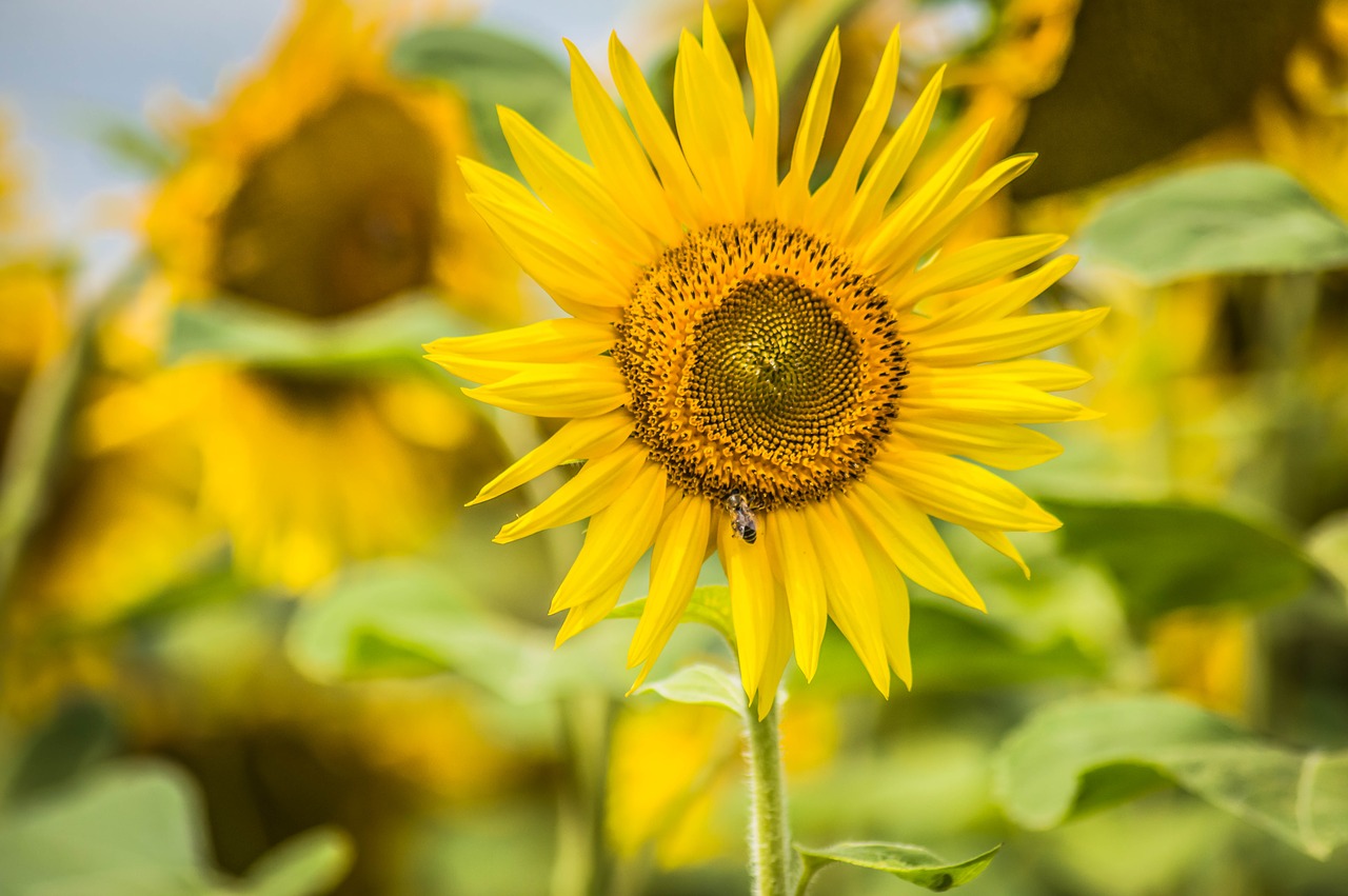 sun  sunflower  yellow free photo