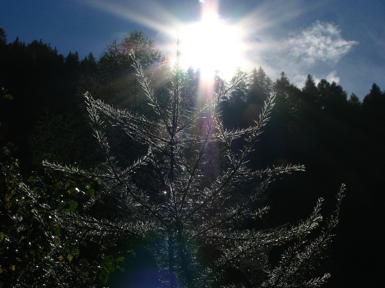 sun light tree free photo