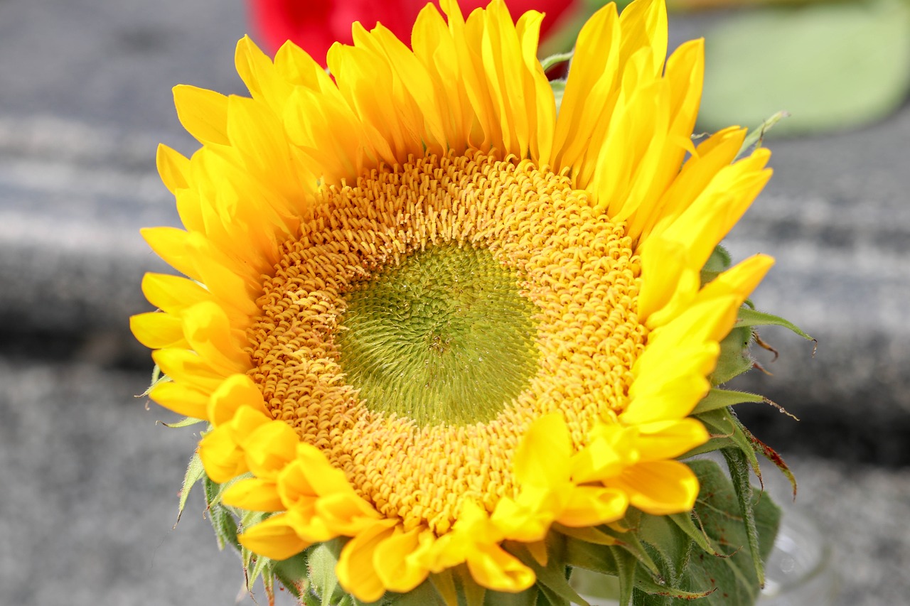 sun  flowers  summer free photo