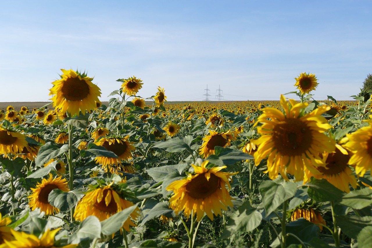 sun  sunflower  nature free photo