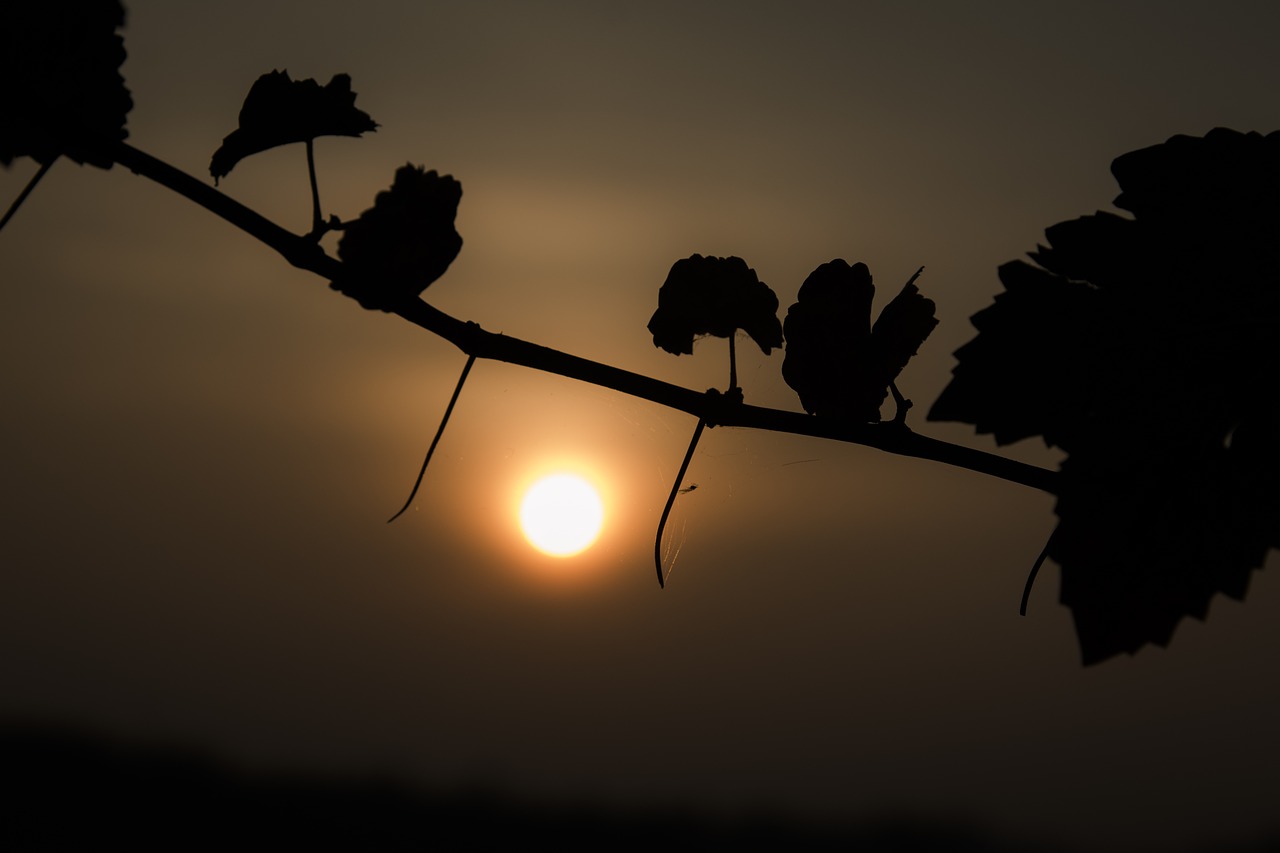 sun  sky  leaves free photo