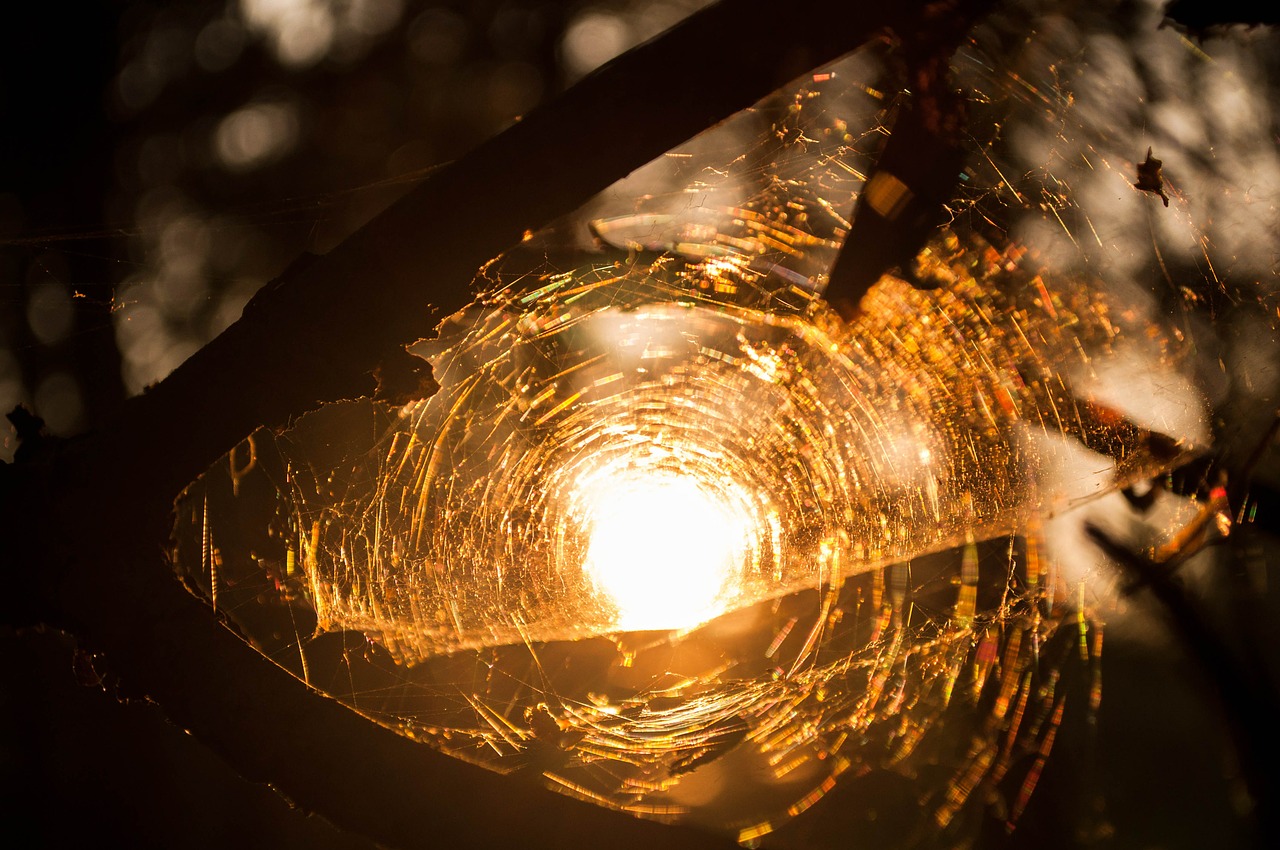 sun spider web trees free photo