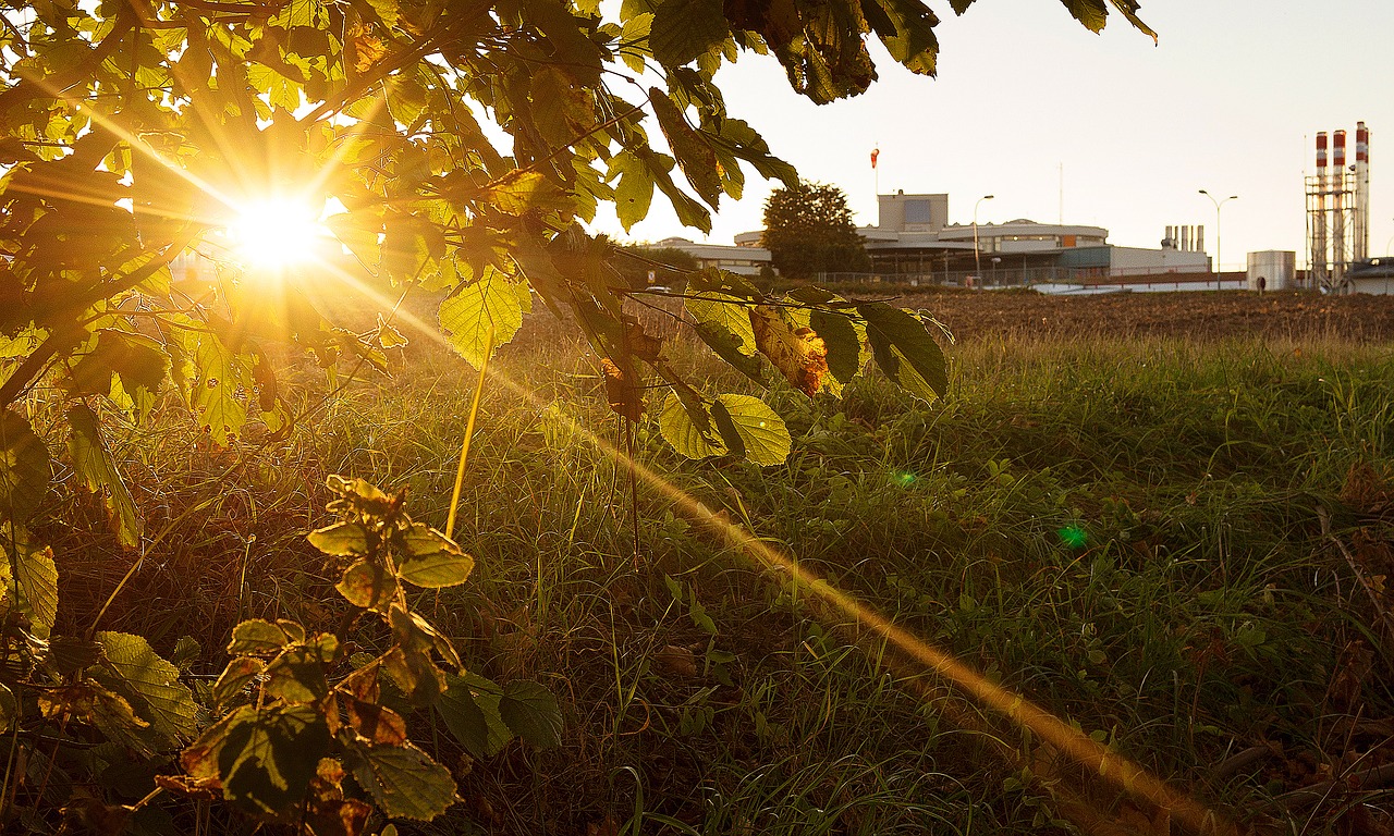 sun  backlighting  nature free photo