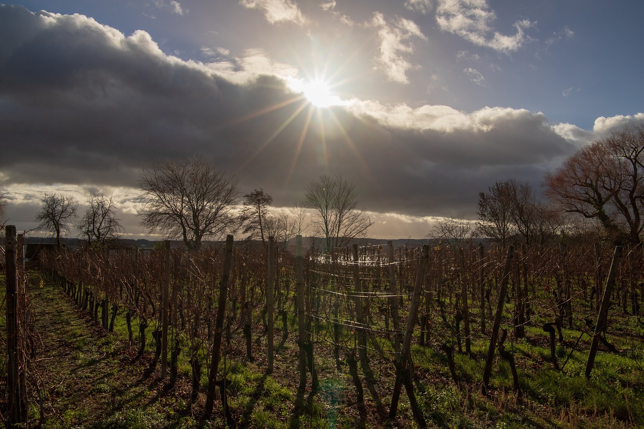 sun  vineyard  nature free photo