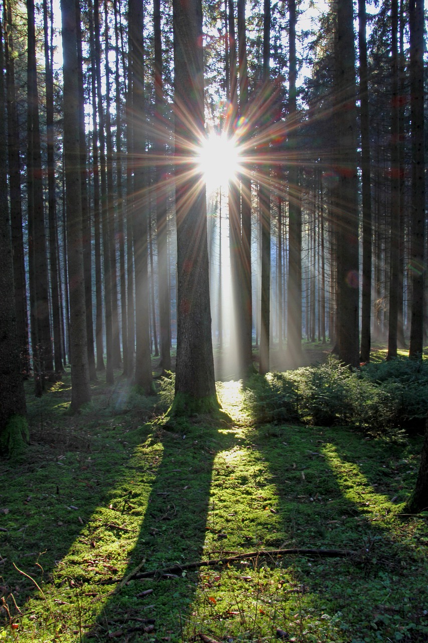 sun  sunbeam  forest free photo