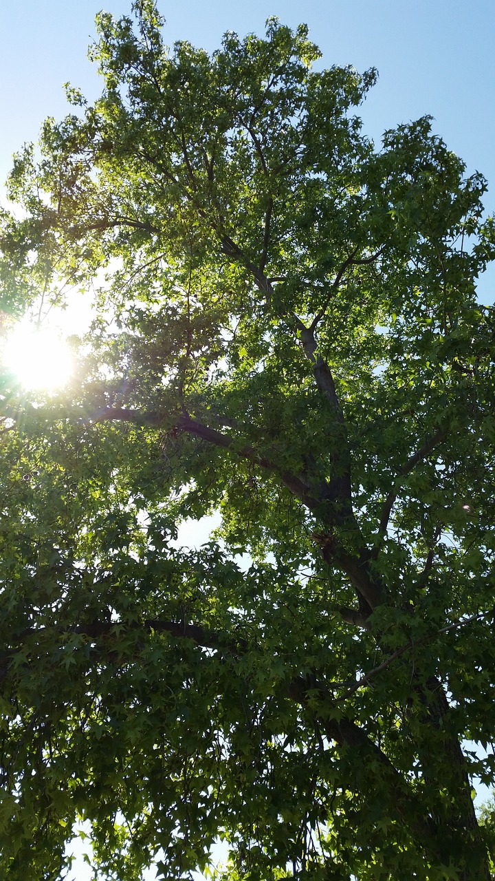 sun tree sunlight free photo