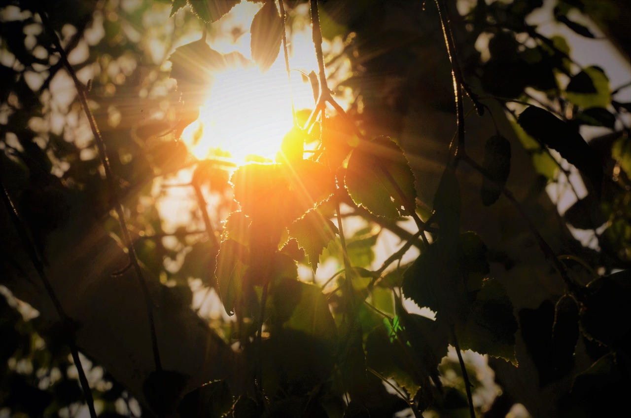 sun  tree  leaves free photo