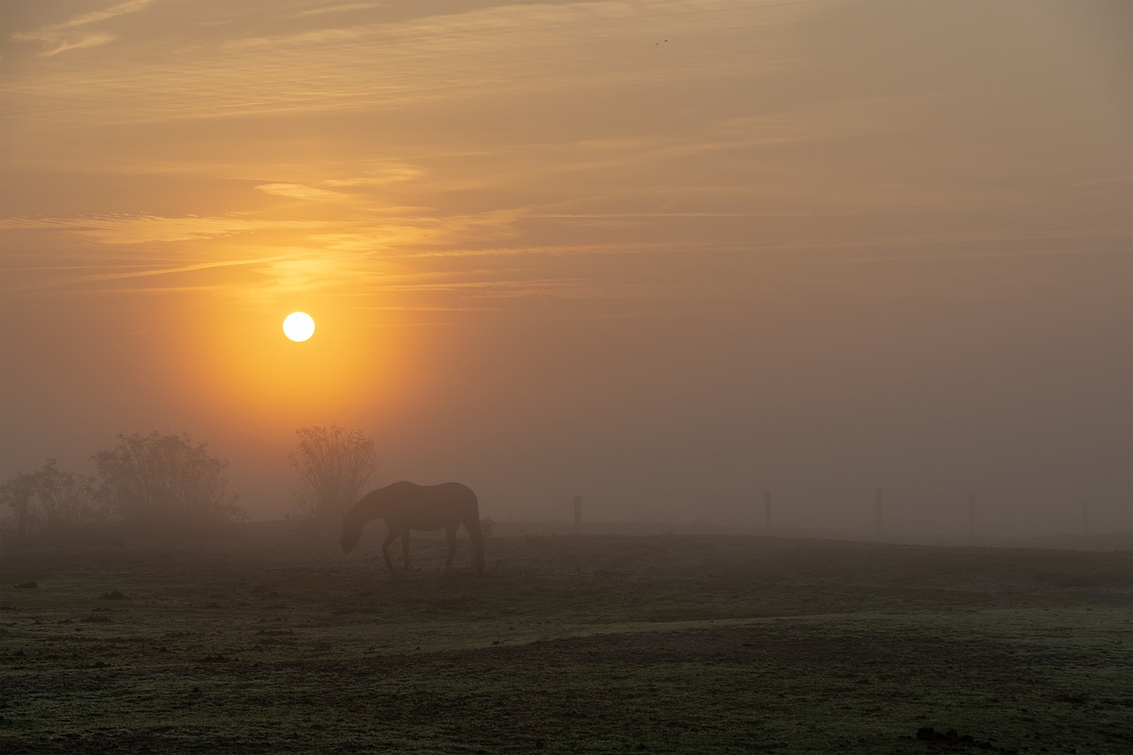 sun  horses  fog free photo