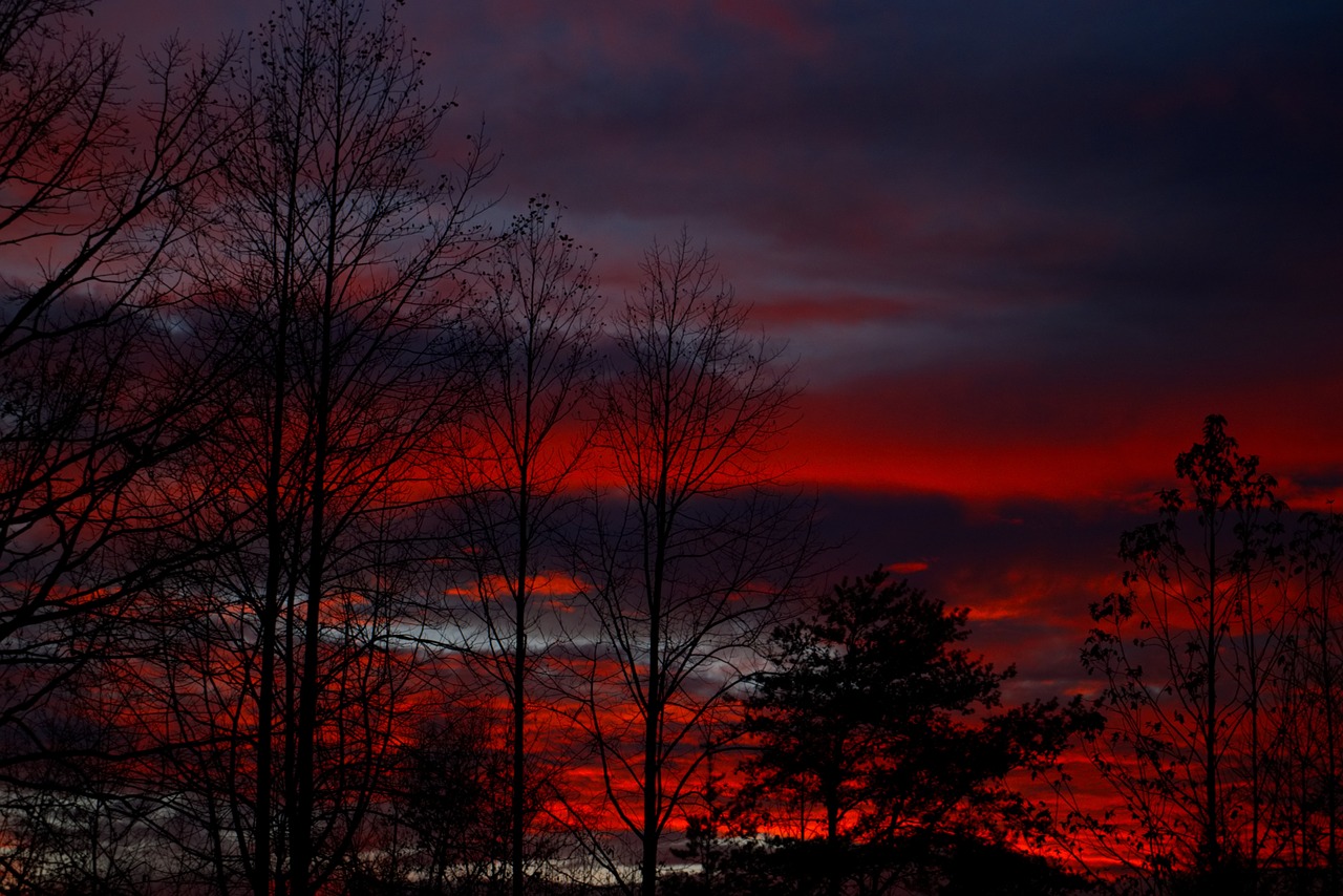 sun  sunset  tree free photo