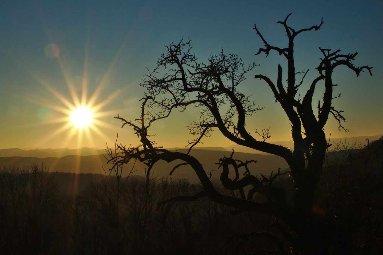 sun  tree  sunset free photo