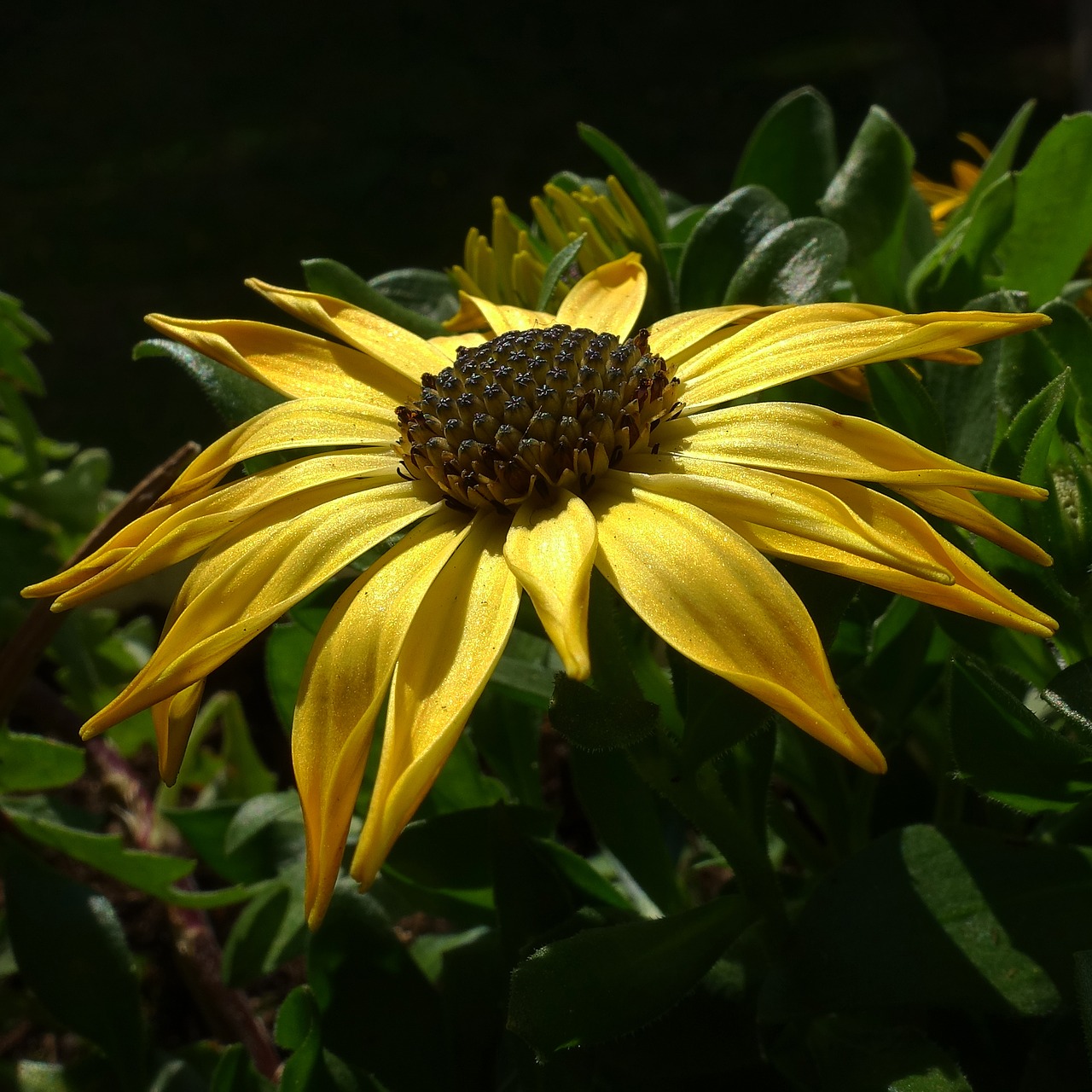 sun  balcony plant  summer free photo