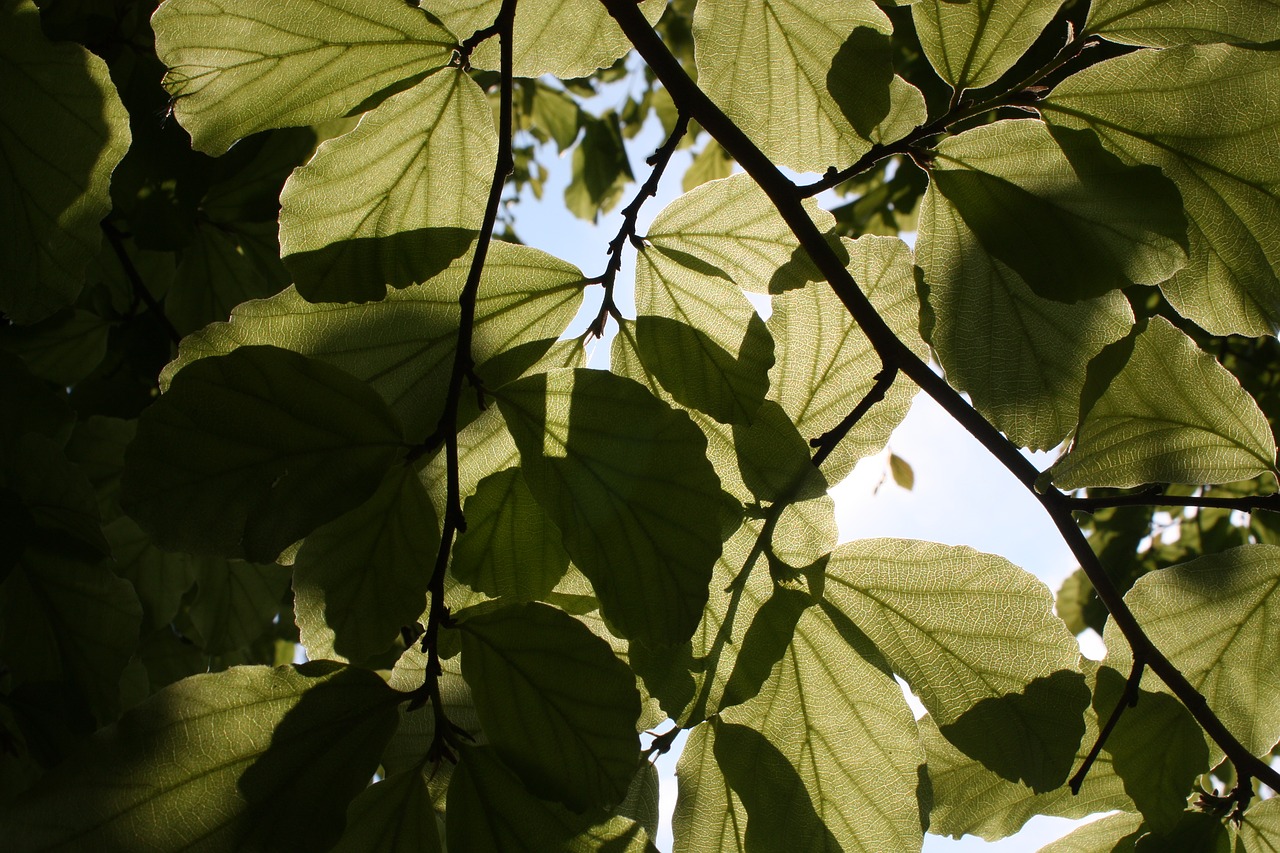 sun  shadow  leaves free photo