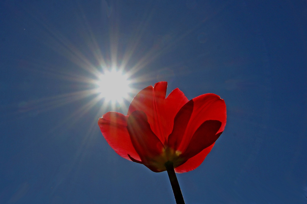 sun  sunny day  tulip free photo