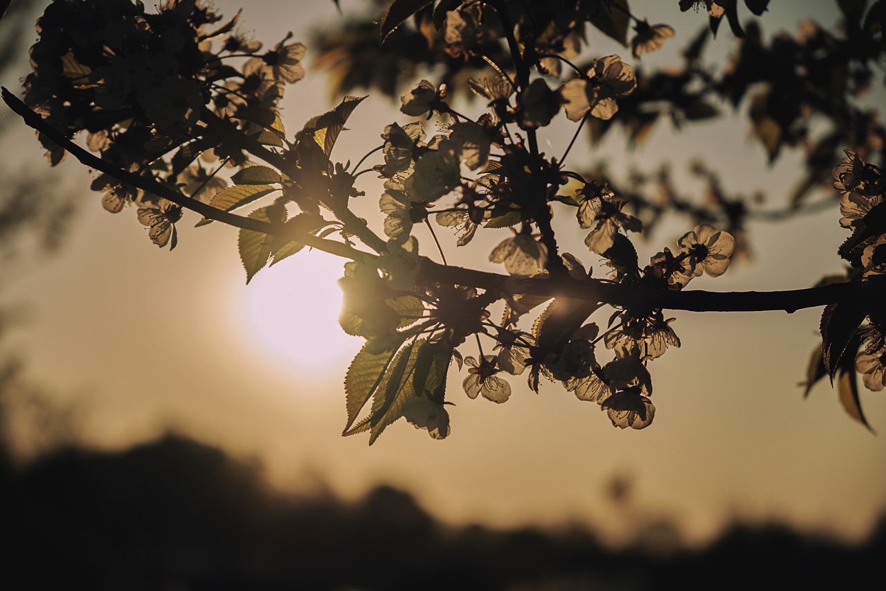 sun  evening  sky free photo