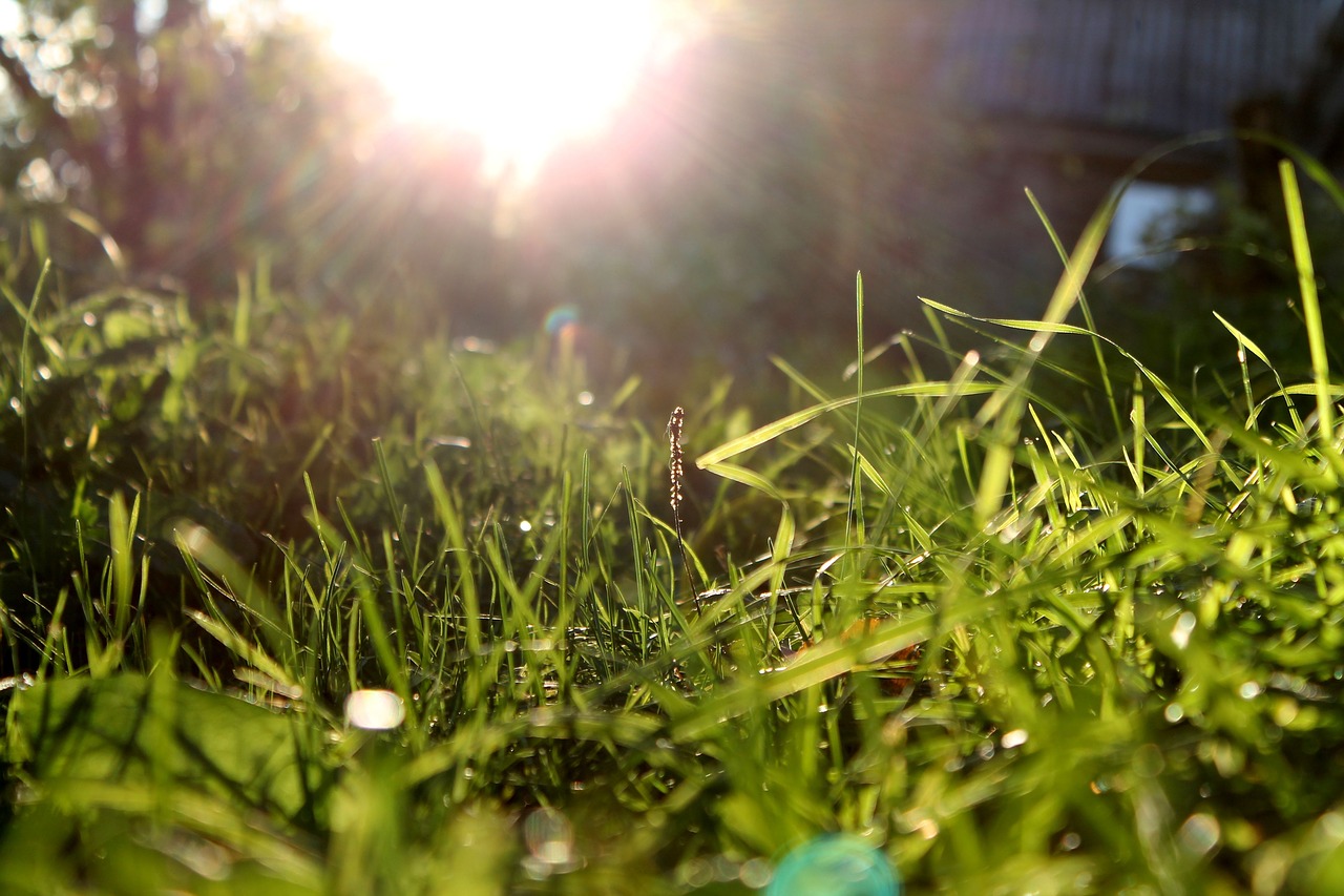 sun  grass  sunny day free photo