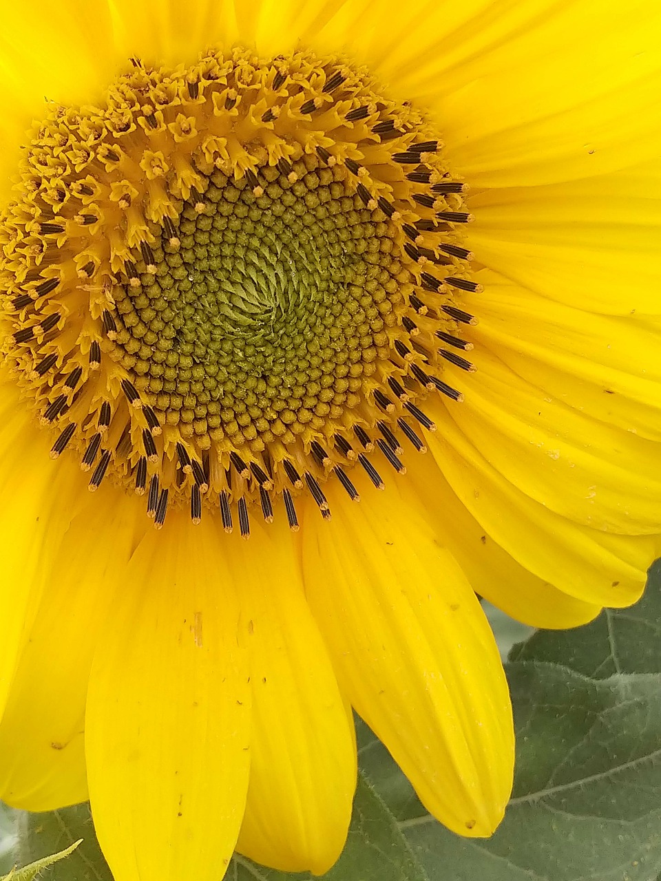 sun  sunflower  solstice free photo