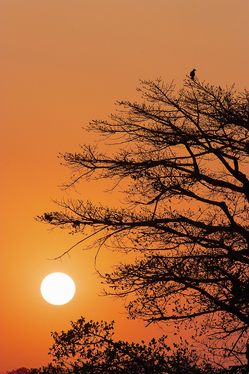 sun  bird  sunset free photo