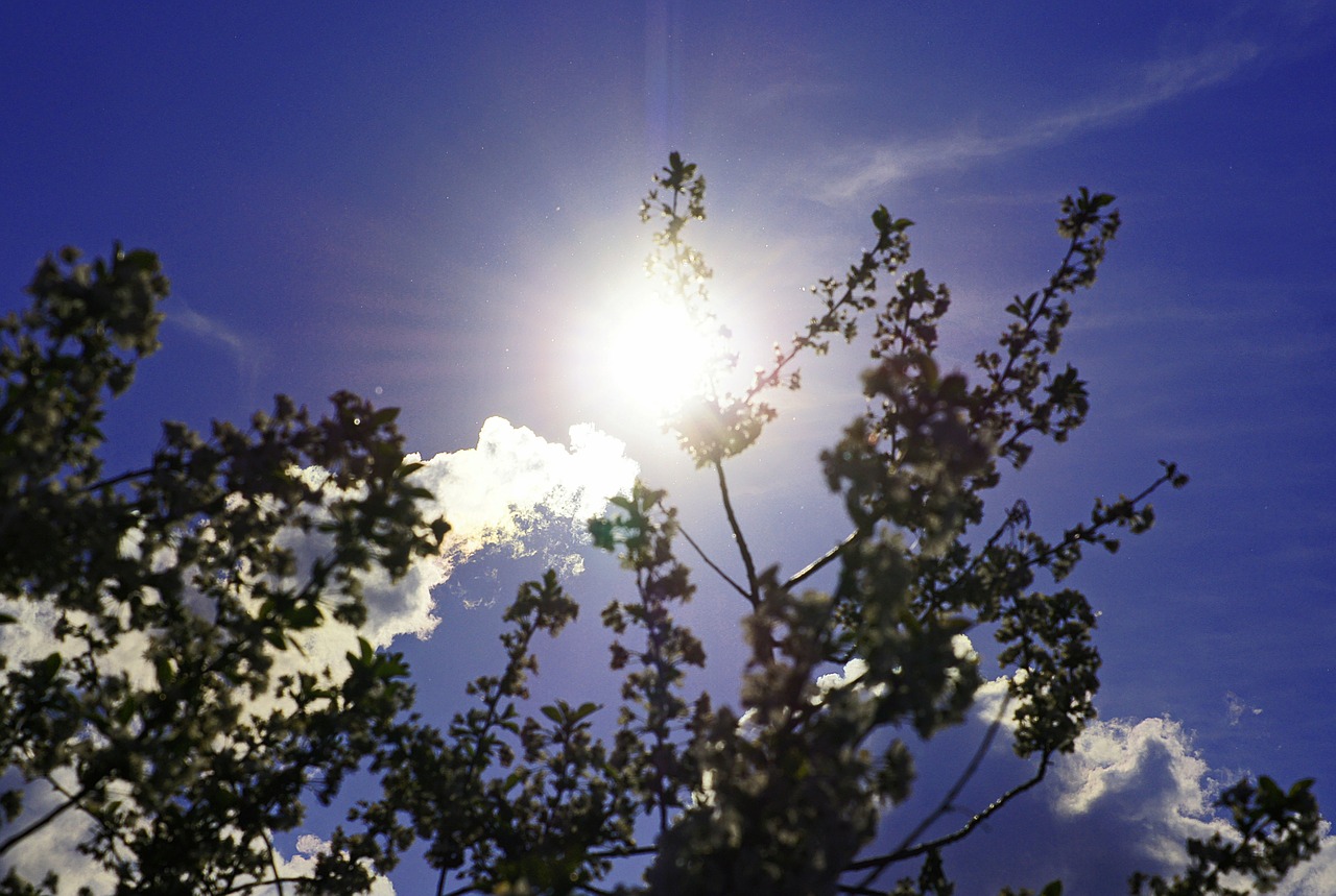 sun sky branches free photo