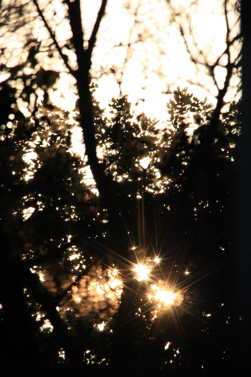 sun trees sundown free photo