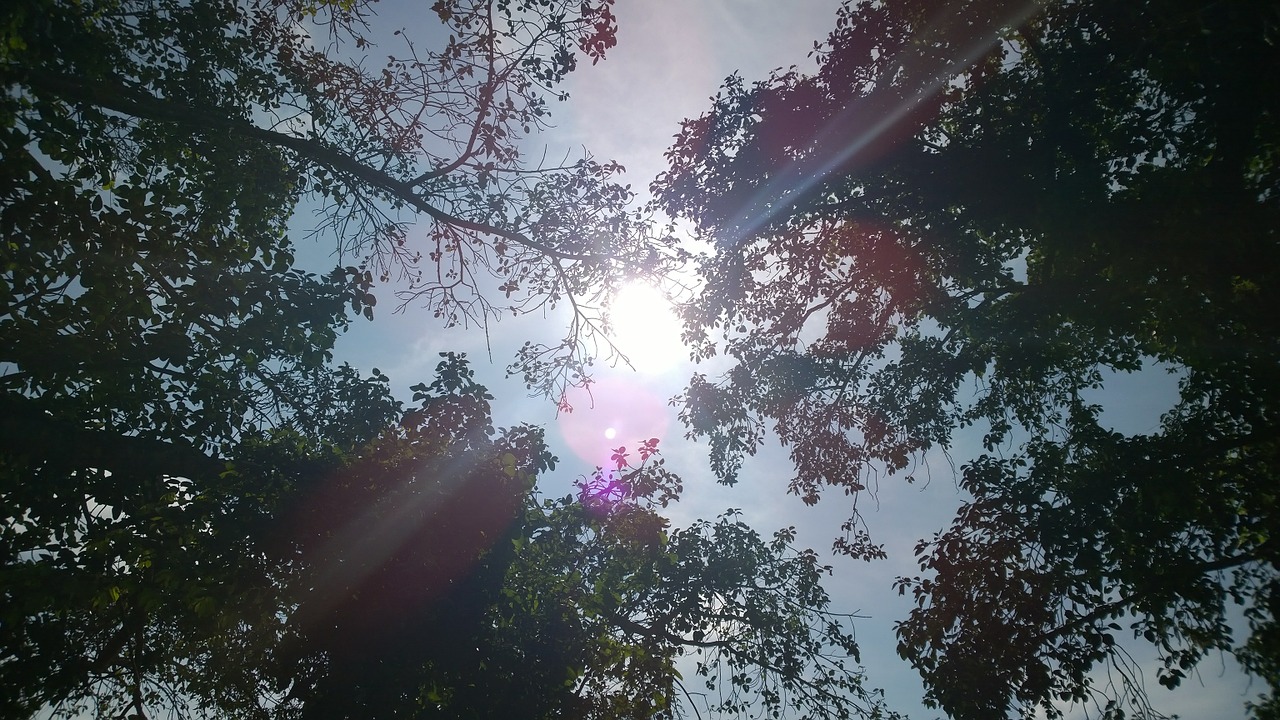 sun trees shine free photo