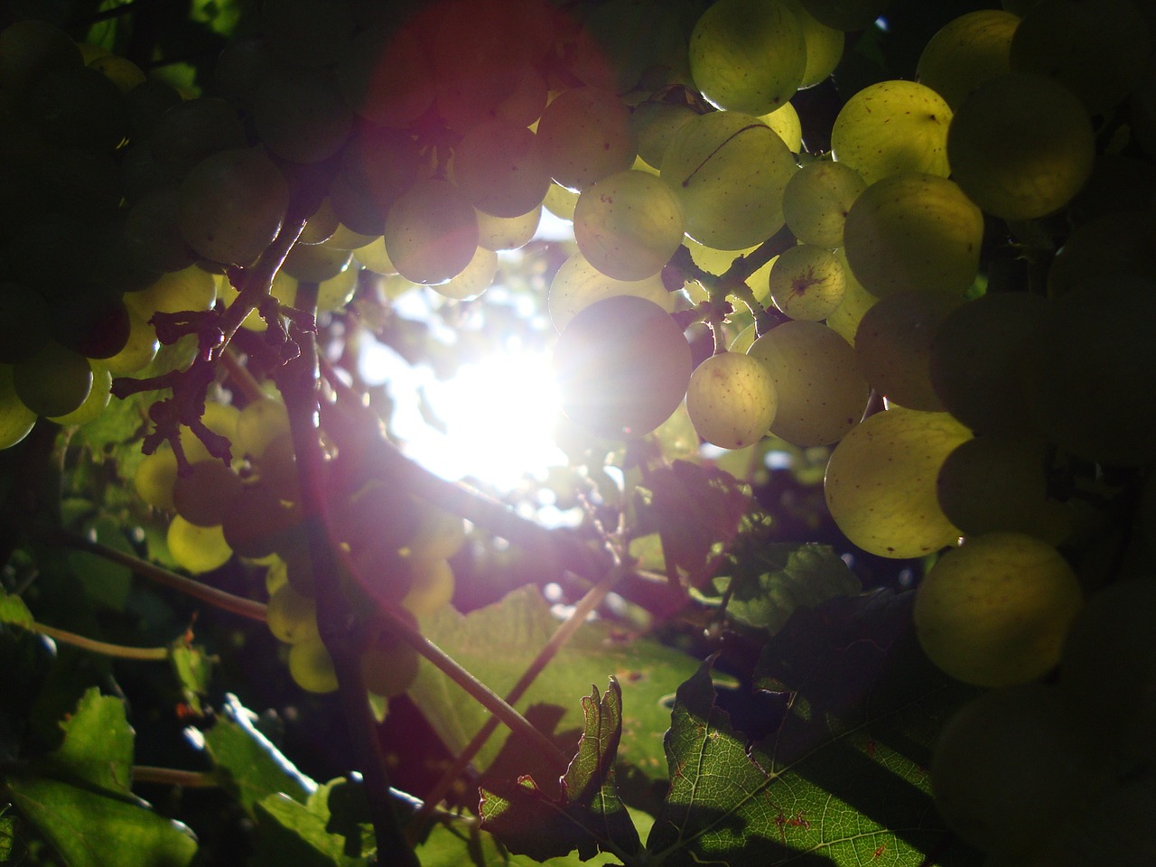 sun grapes vine free photo