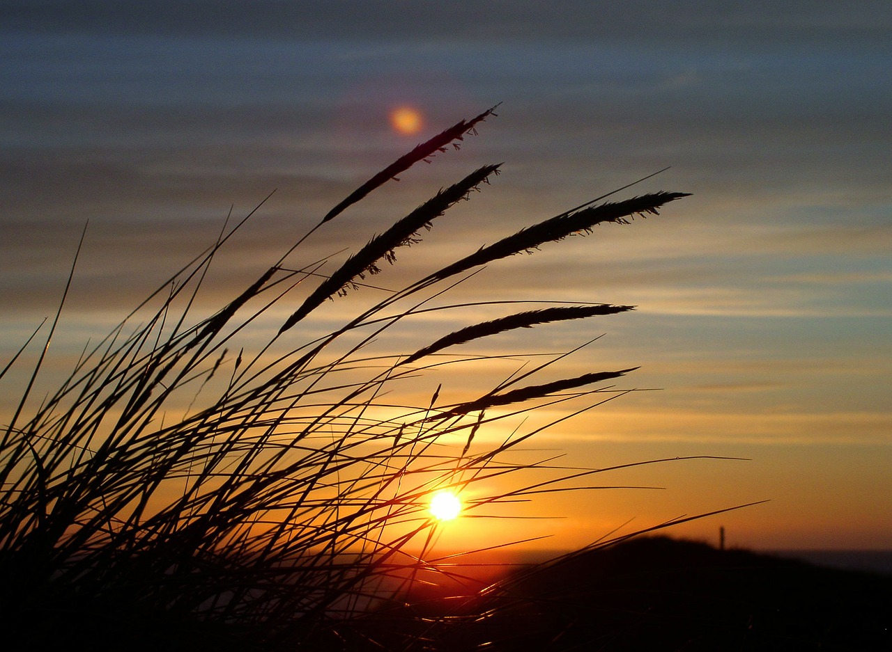 sun grass dune free photo