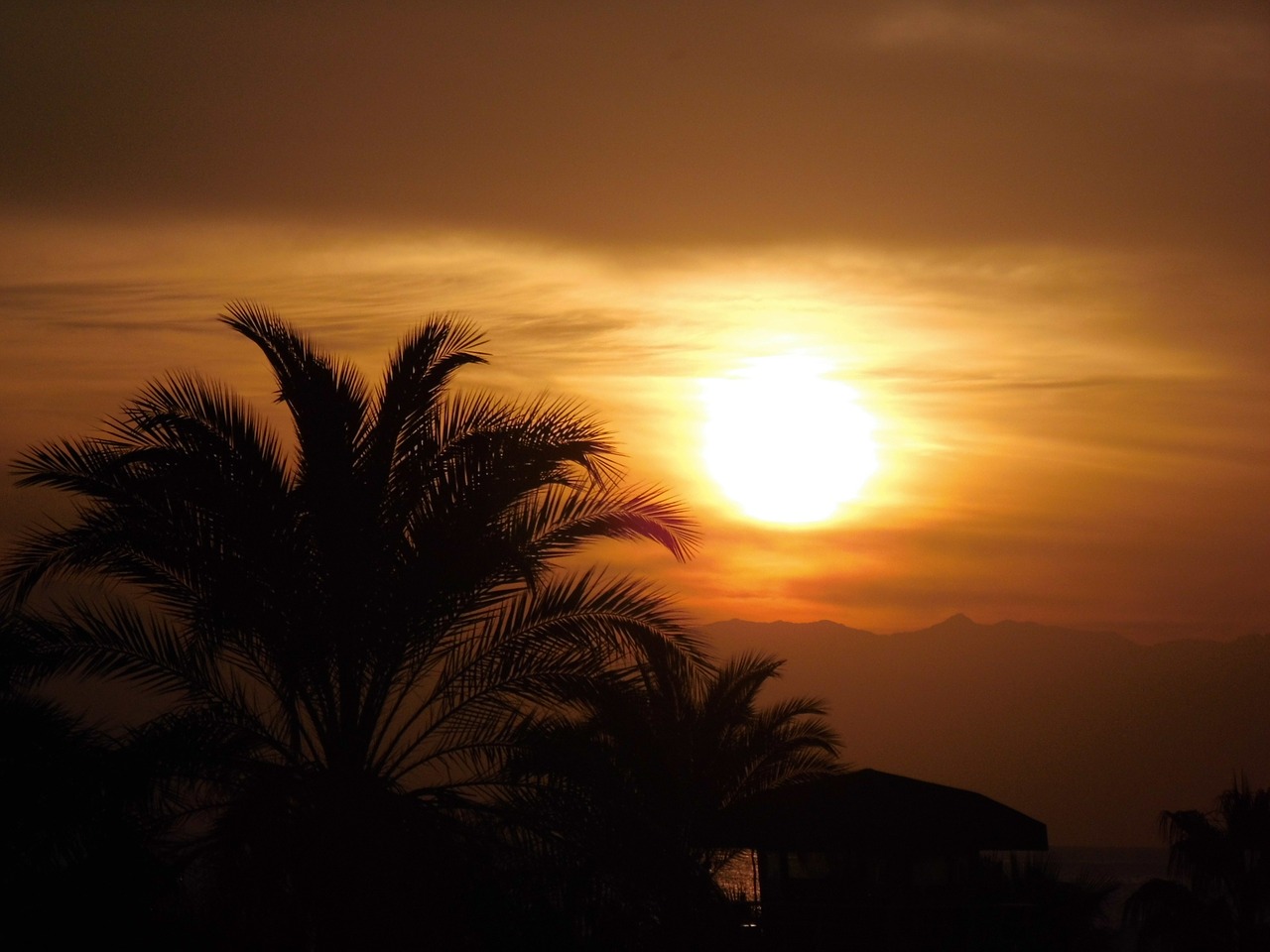 sun sunset palm trees free photo