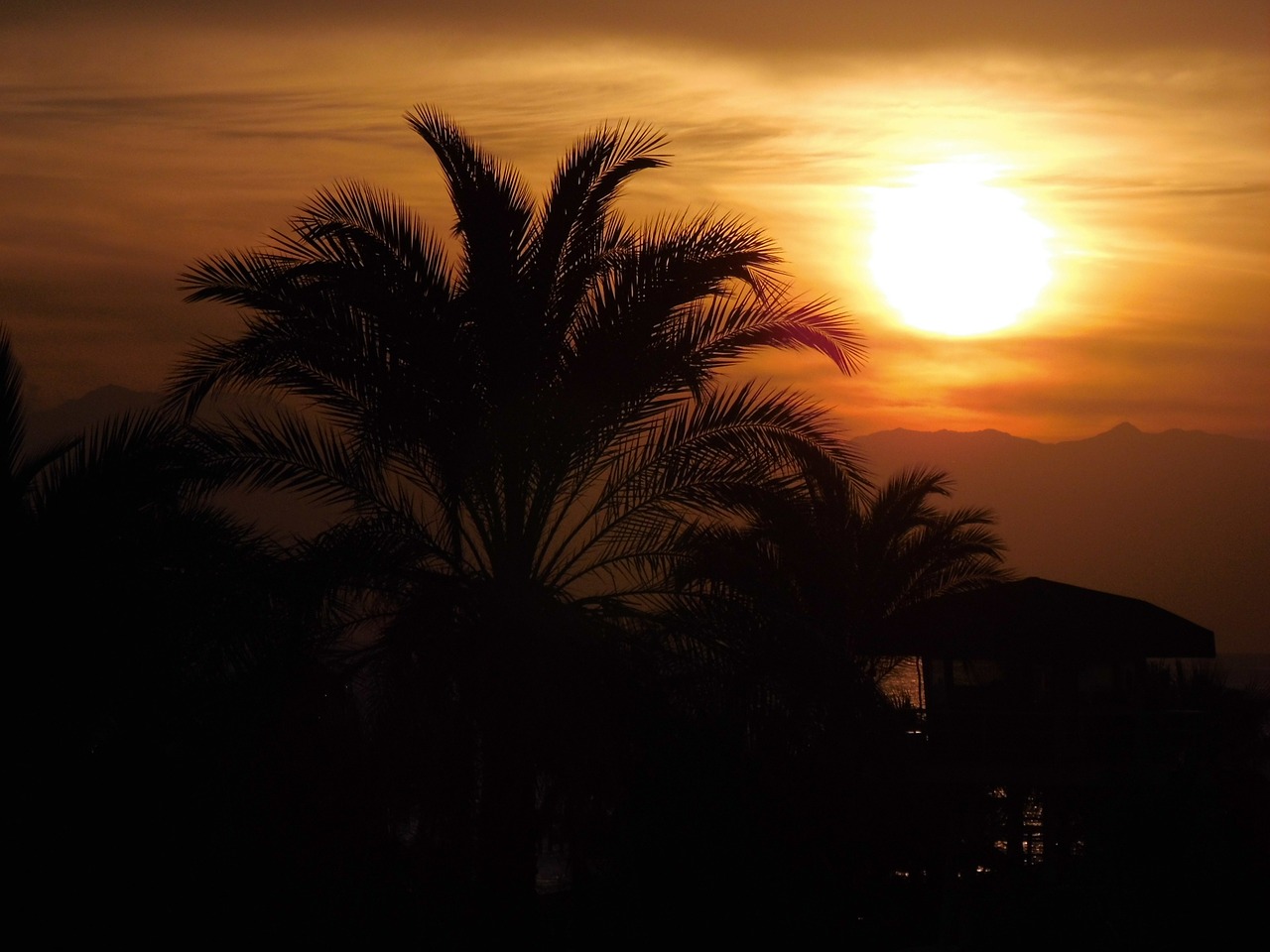 sun sunset palm trees free photo