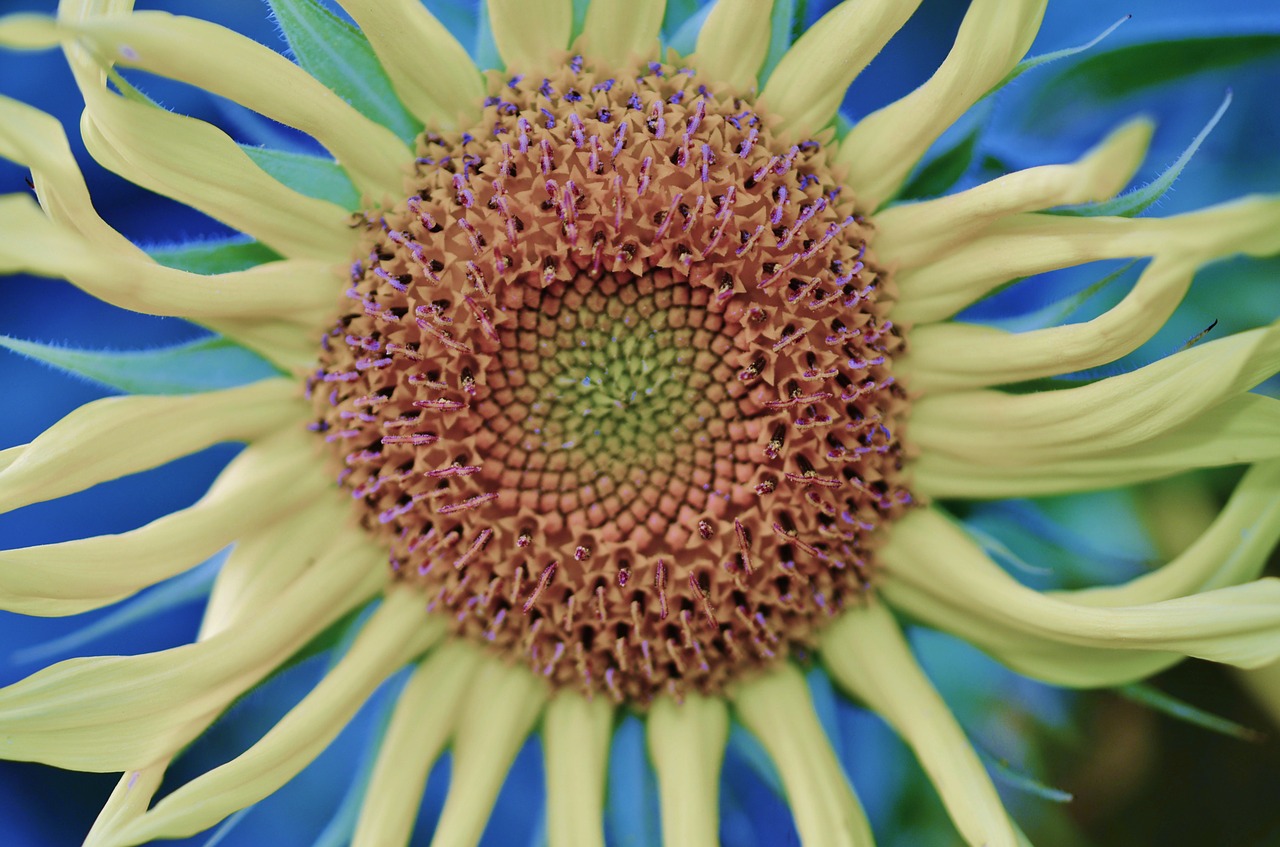 sun flower yellow free photo