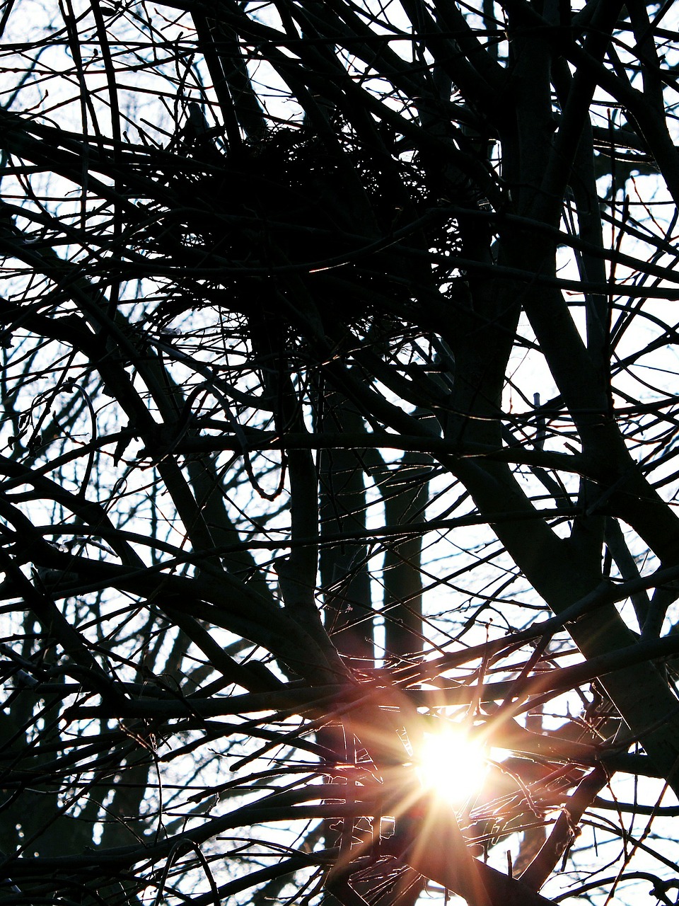 sun tree bird's nest free photo