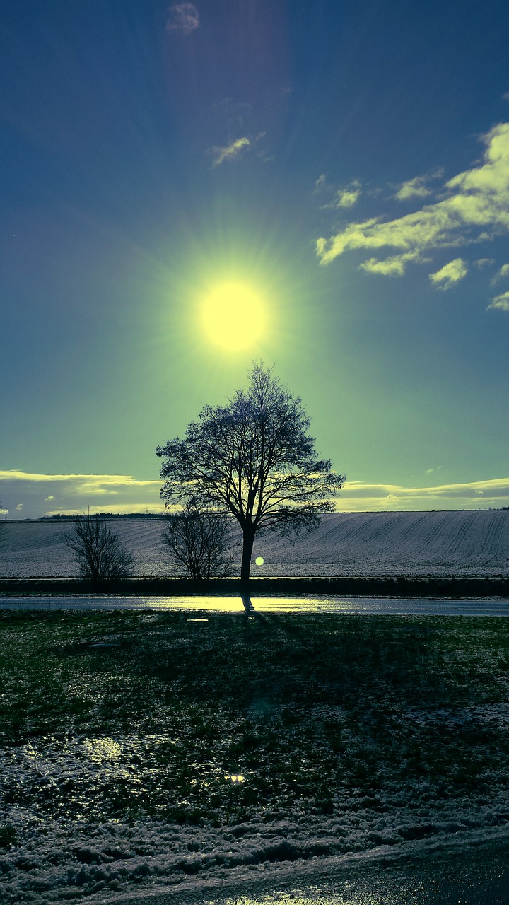 sun tree sky free photo