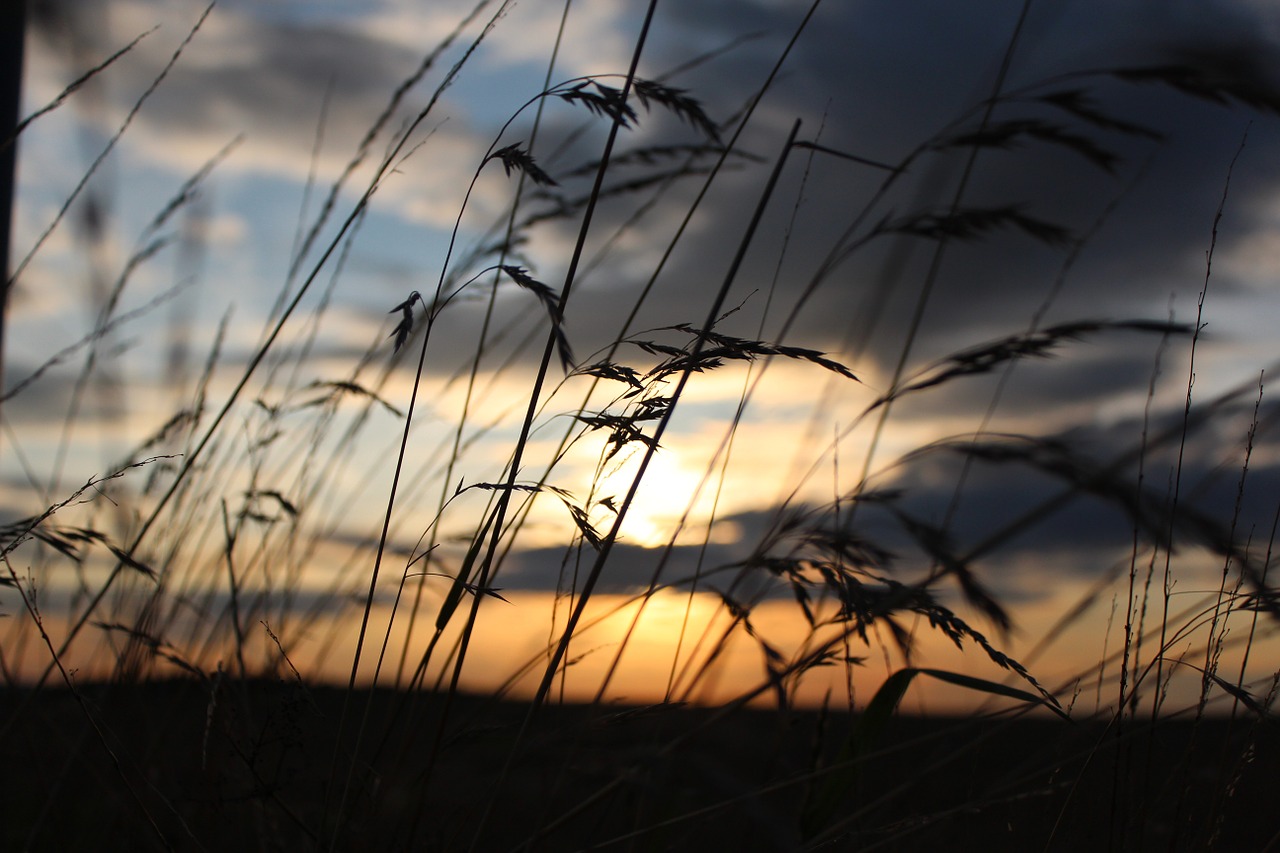 sun grass nature free photo