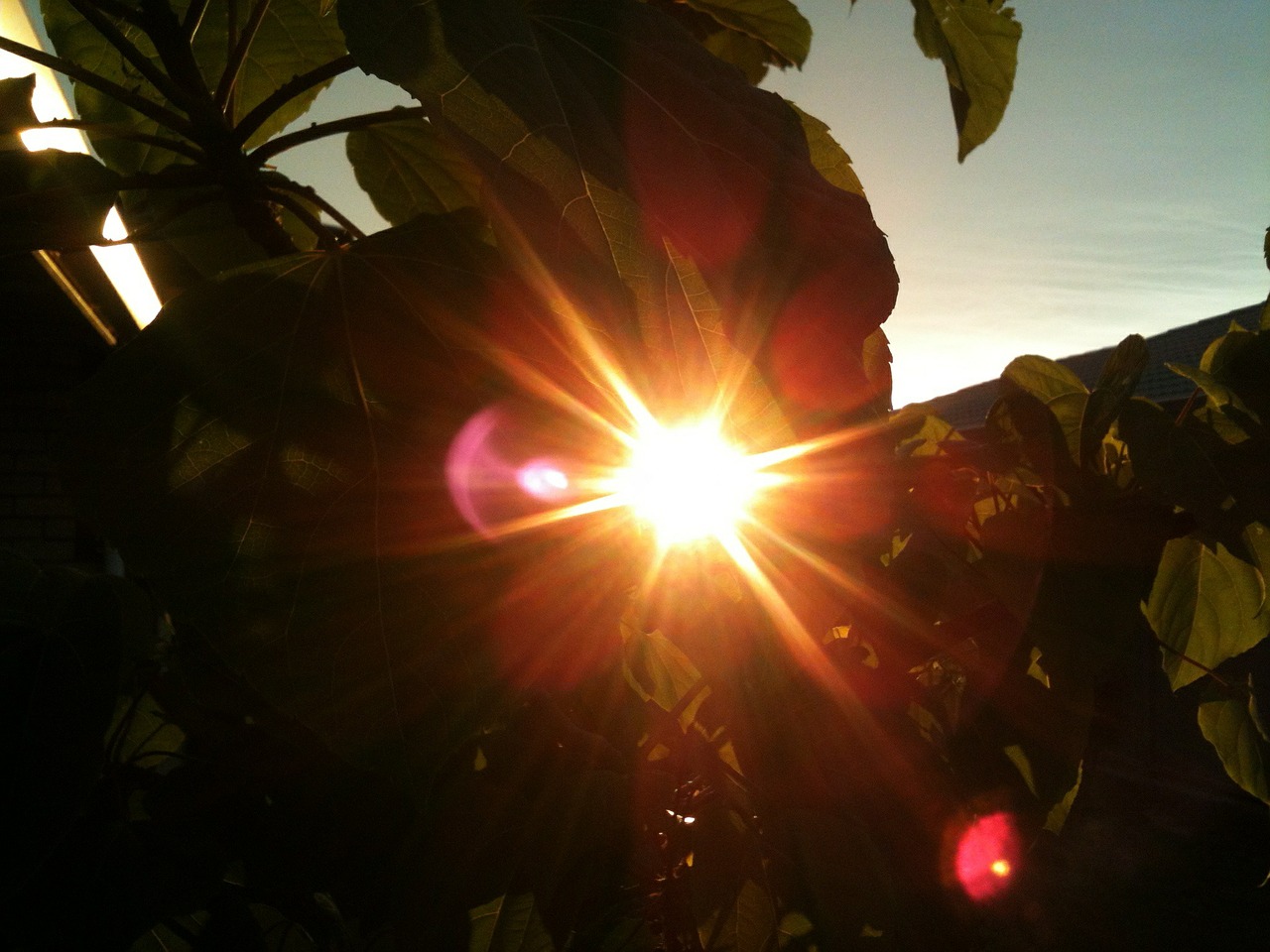 sun leaf nature free photo