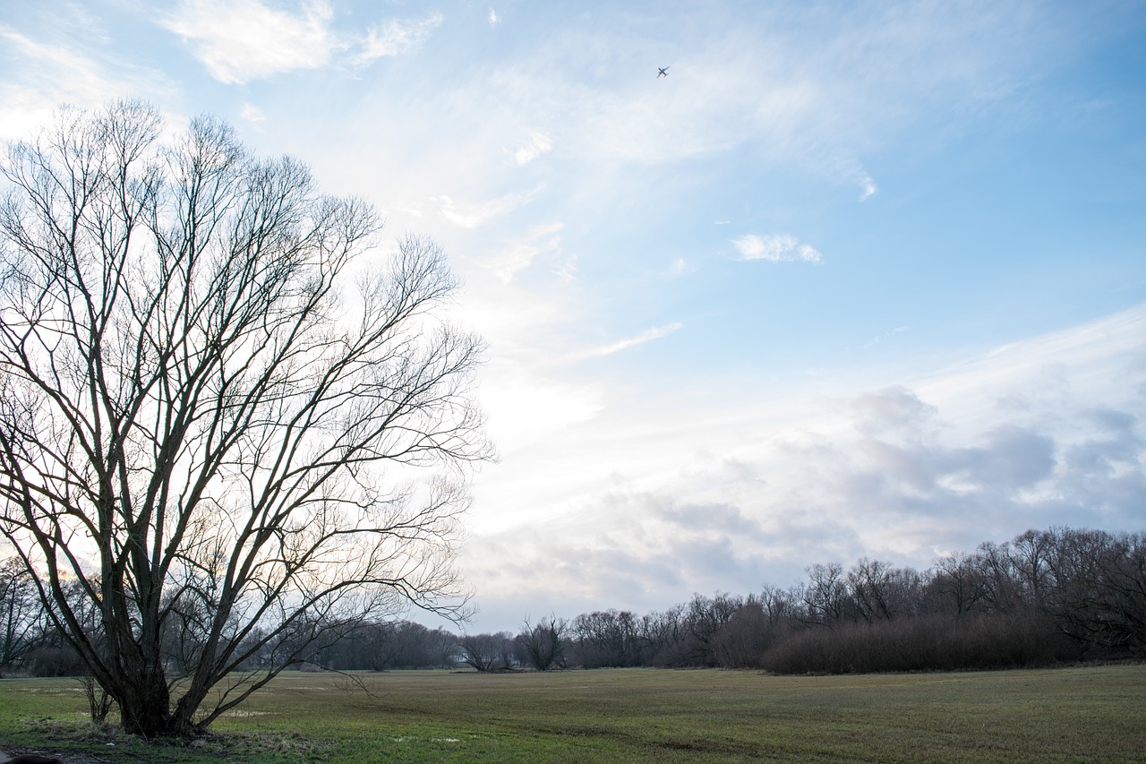 sun sky blue tree free photo