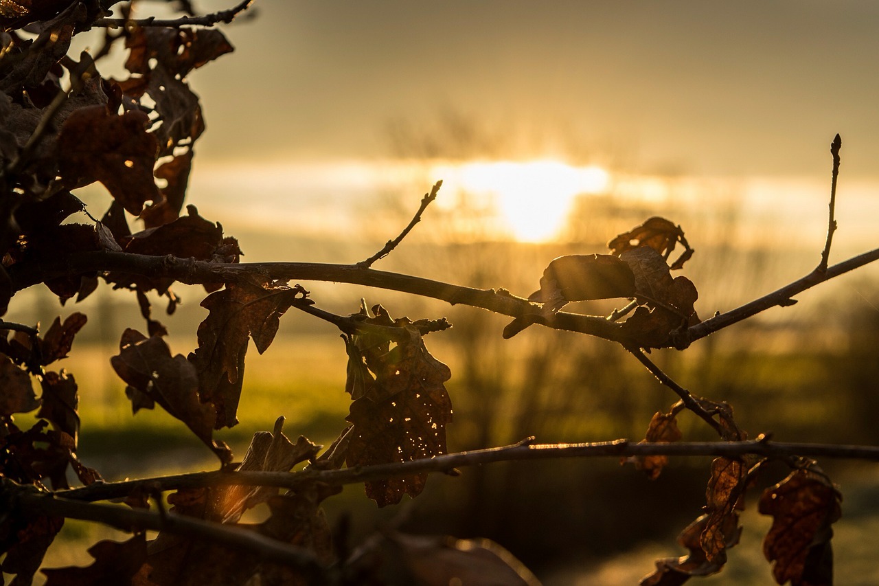 sun light morning free photo