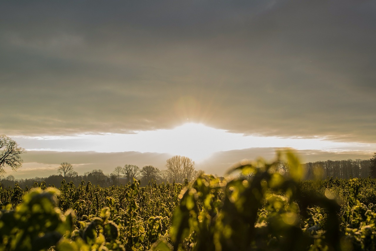 sun light sky free photo