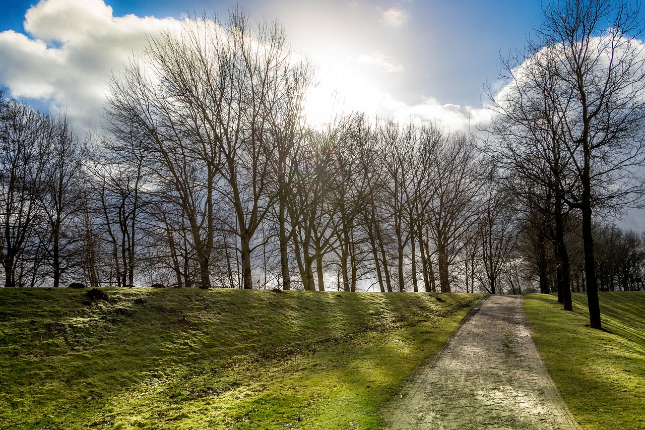 sun path trees free photo