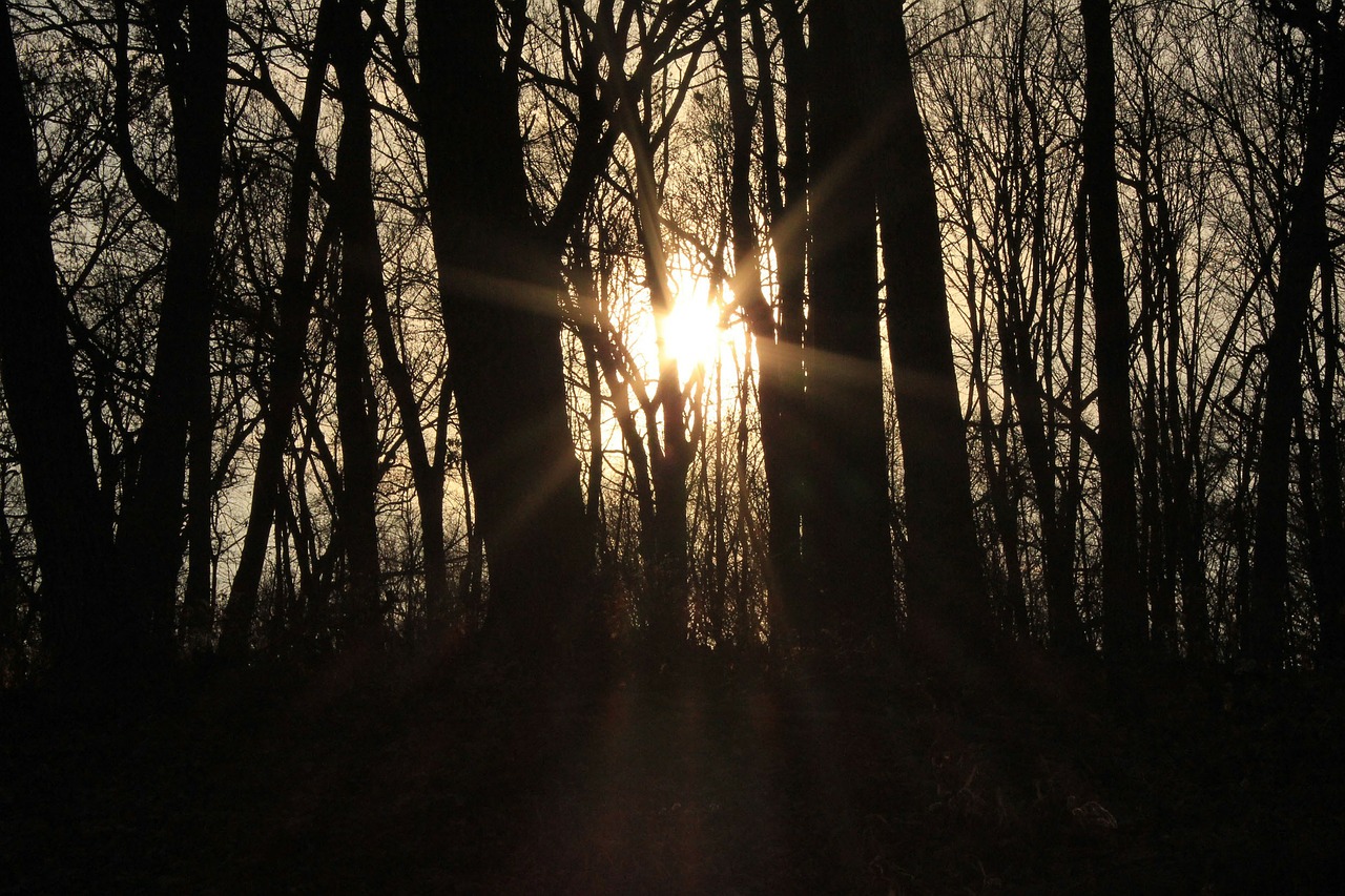 sun light forest free photo
