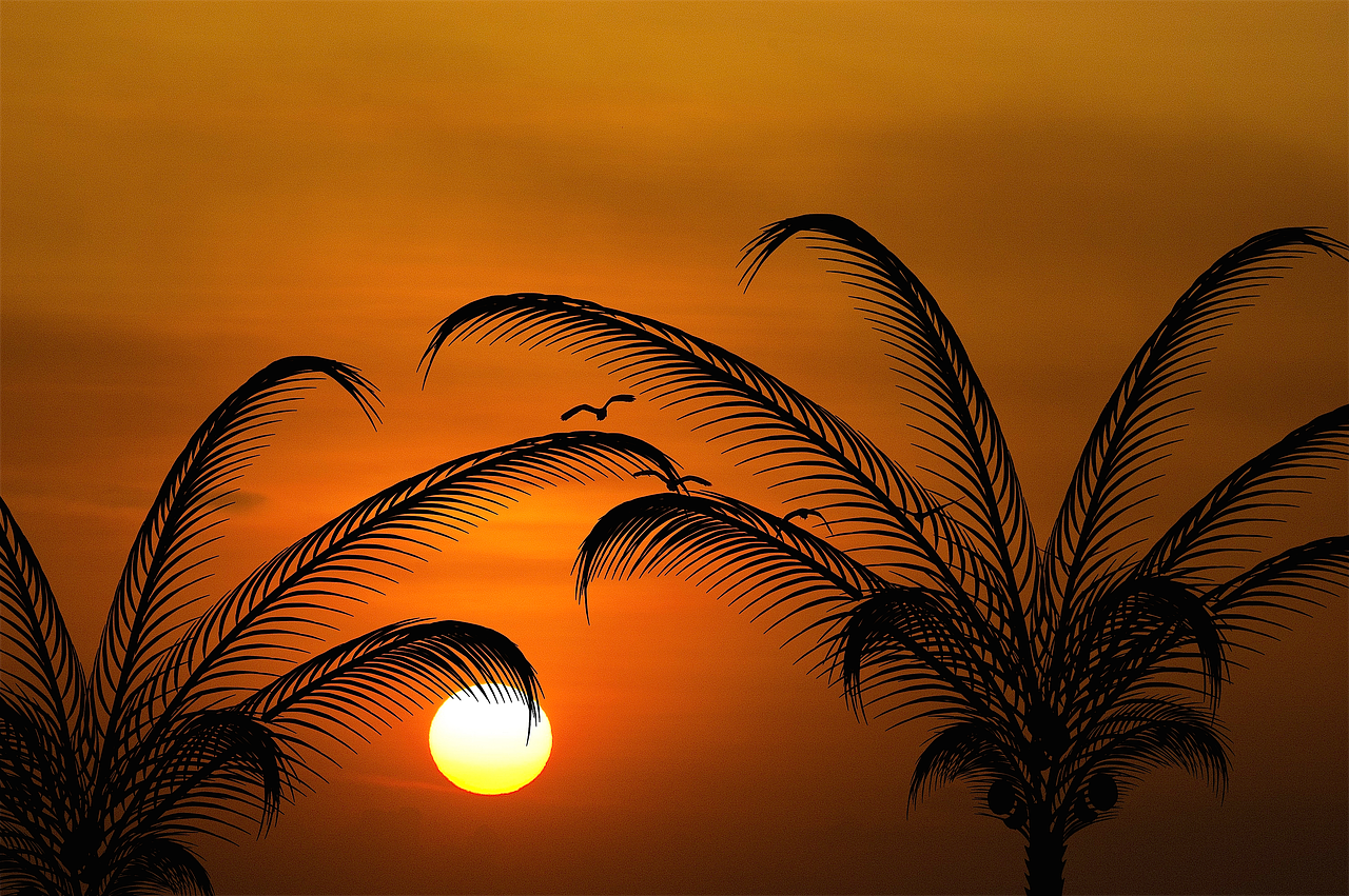 sun evening sun palm trees free photo