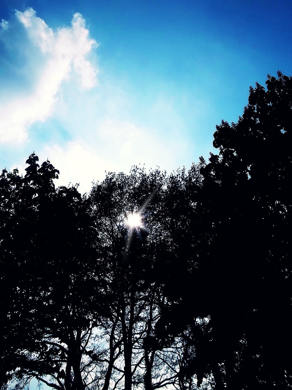 sun trees silhouette free photo