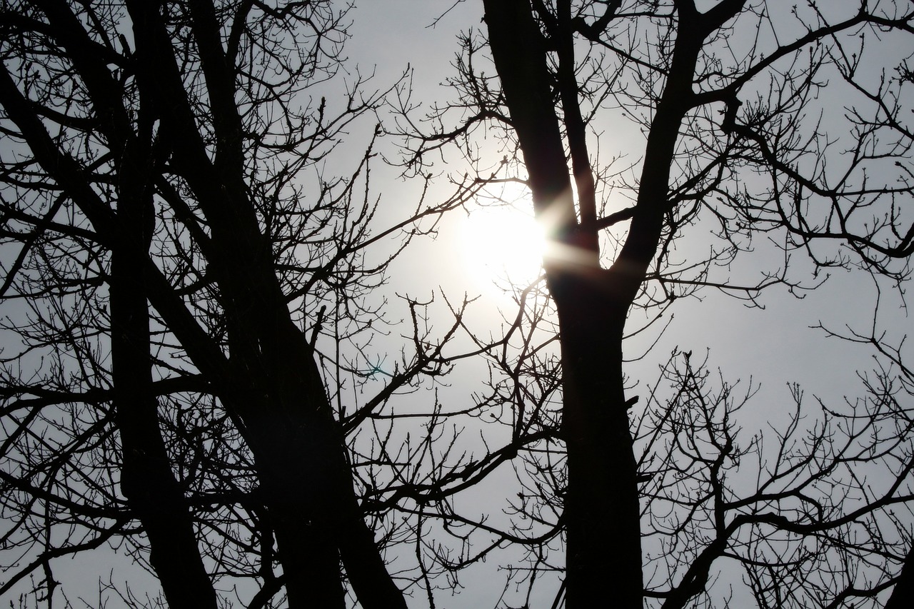 sun tree branches free photo