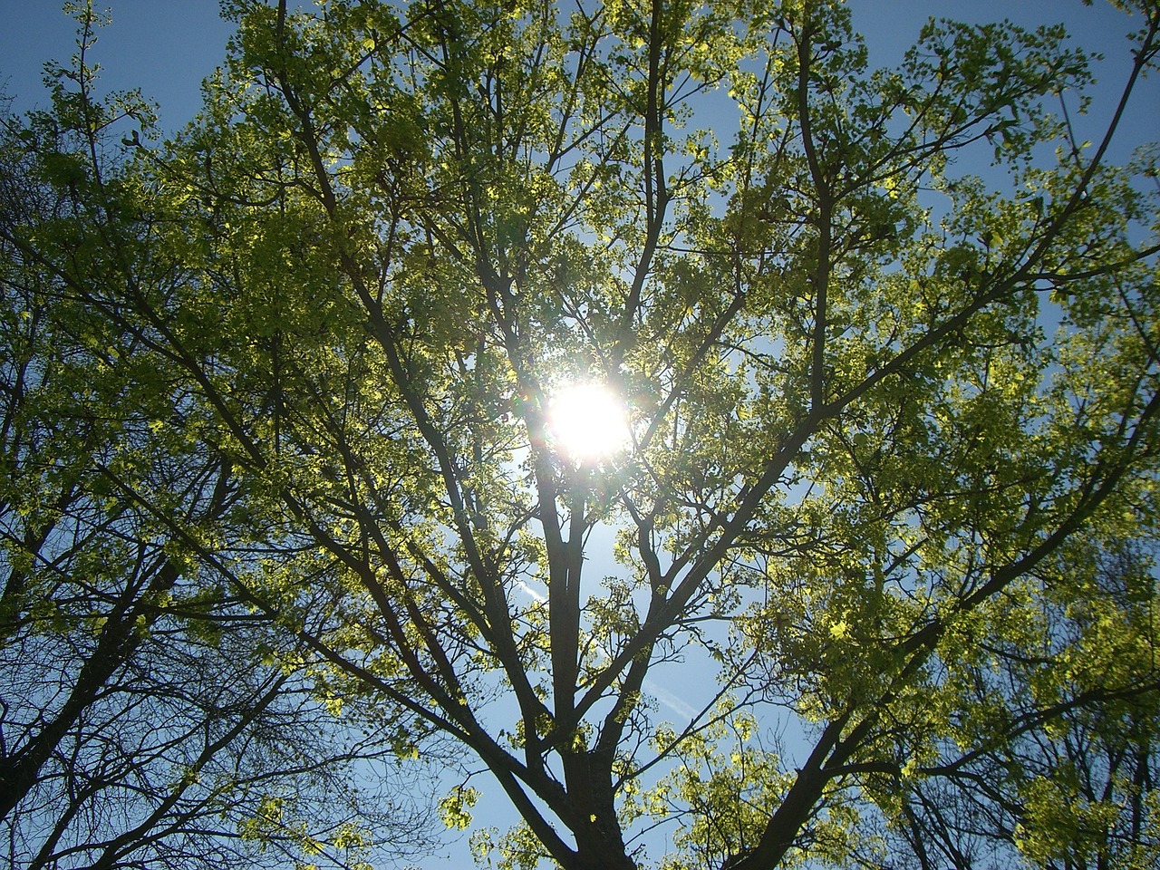 sun blue green tree free photo
