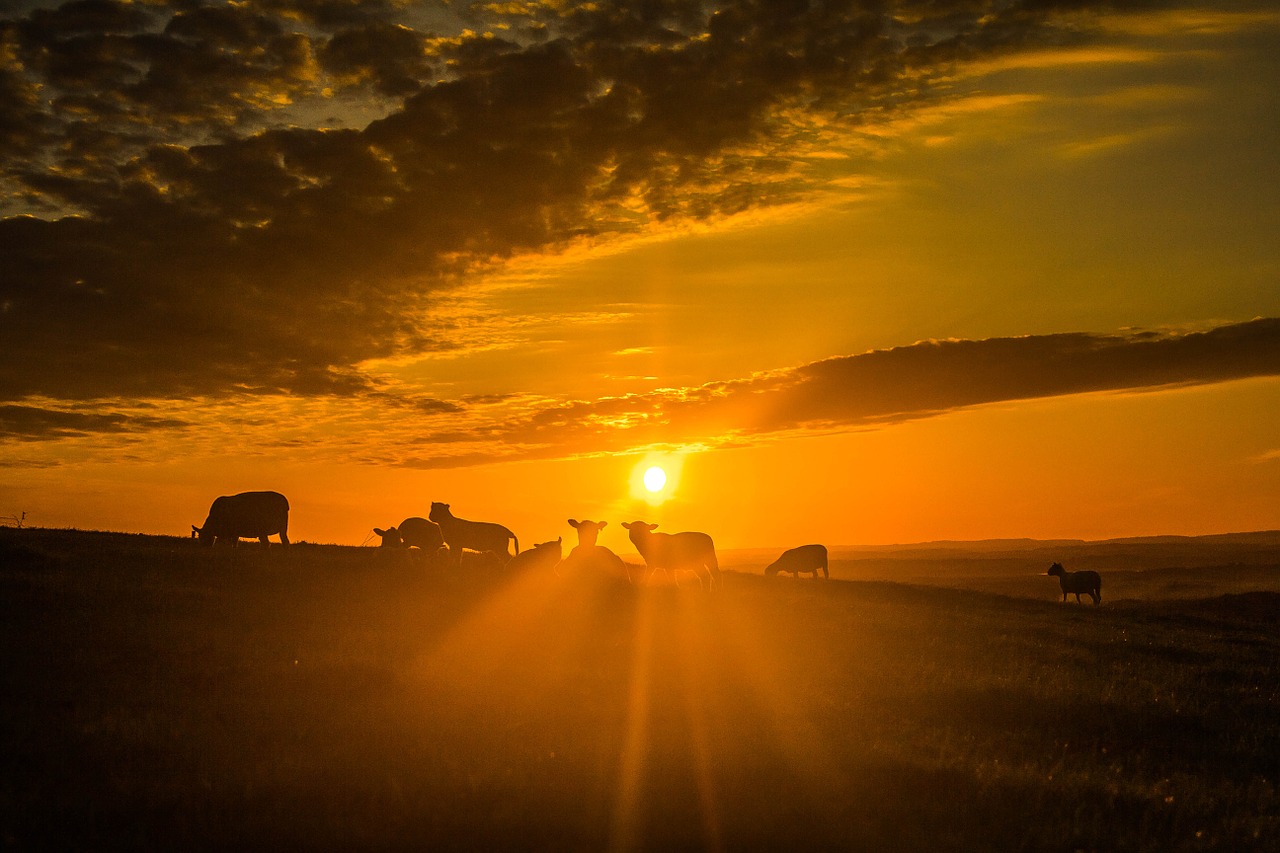 sun sheep clouds free photo