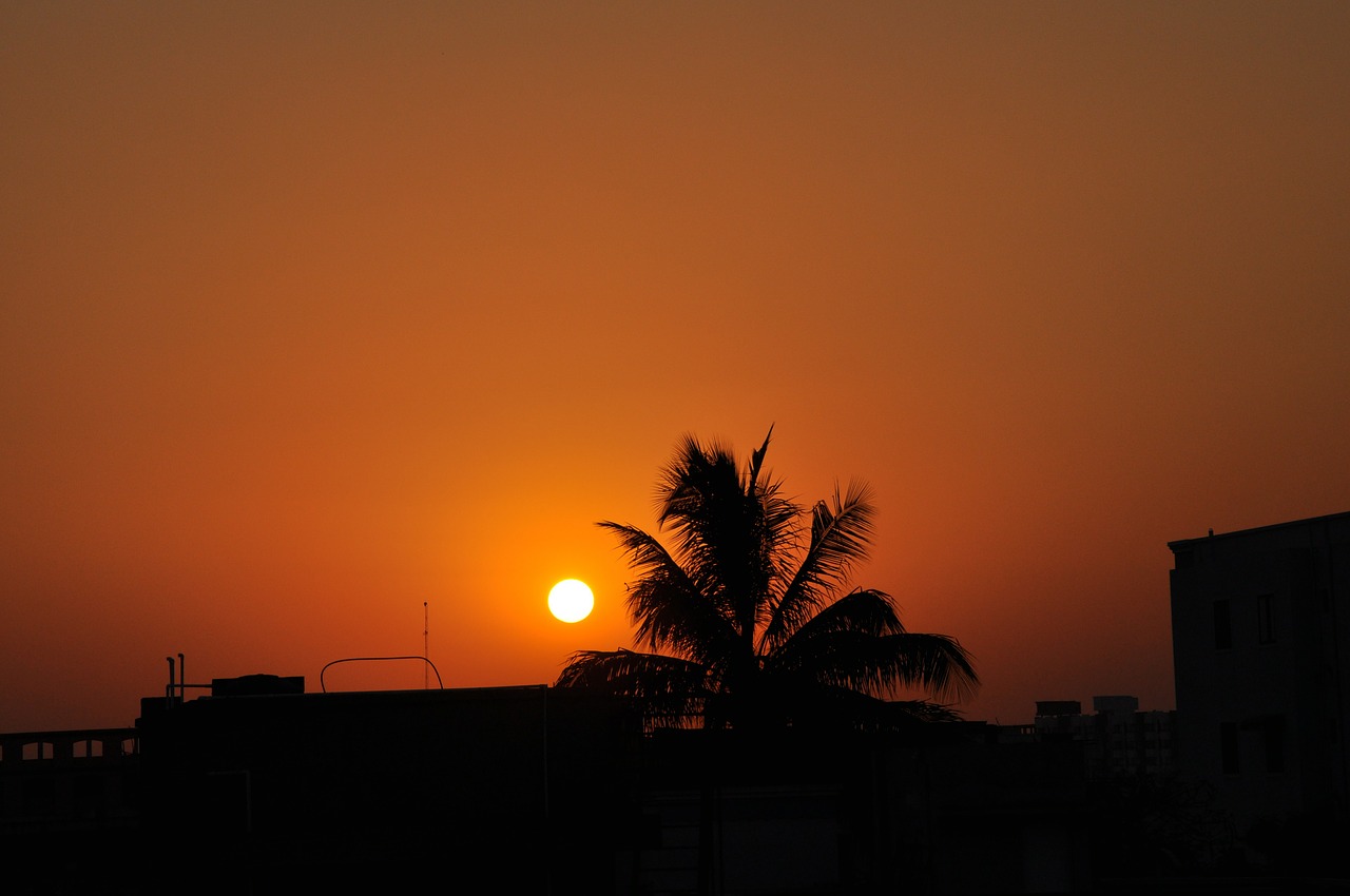 sun sunset coconut palm free photo